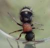 Physetopoda punctata